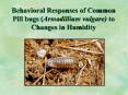 Behavioral Responses of Common Pill bugs Armadillium vulgare to Changes in Humidity PowerPoint PPT Presentation