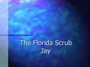 The Florida Scrub Jay
