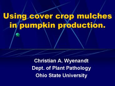 Using cover crop mulches in pumpkin production.