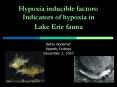 Hypoxia inducible factors: Indicators of hypoxia in Lake Erie fauna PowerPoint PPT Presentation