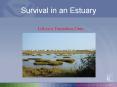 Survival in an Estuary PowerPoint PPT Presentation