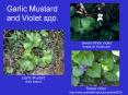 Garlic Mustard and Violet spp' PowerPoint PPT Presentation