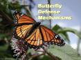 Butterfly Defense Mechanisms PowerPoint PPT Presentation