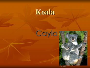 Koala