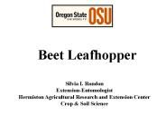 Beet Leafhopper