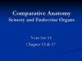 Comparative Anatomy Sensory and Endocrine Organs PowerPoint PPT Presentation