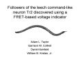 Followers of the leech command-like neuron Tr2 discovered using a FRET-based voltage indicator PowerPoint PPT Presentation
