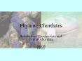 Phylum: Chordates PowerPoint PPT Presentation