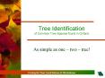 Tree Identification of Common Tree Species found in Ontario PowerPoint PPT Presentation