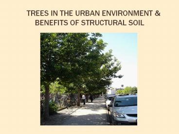 Trees in the urban environment