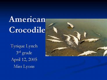 American Crocodile