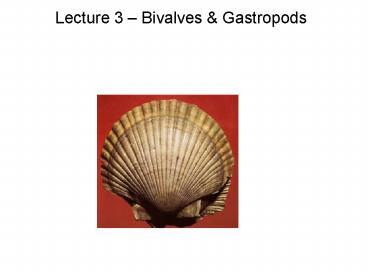 Lecture 3 Bivalves