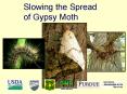 Slowing the Spread of Gypsy Moth PowerPoint PPT Presentation