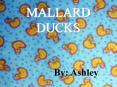 MALLARD DUCKS PowerPoint PPT Presentation