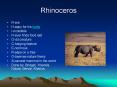 Rhinoceros PowerPoint PPT Presentation