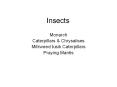 Insects PowerPoint PPT Presentation