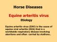 Horse Diseases    Equine arteritis virus        Etiology Equine arteritis virus (EAV) is the cause of equine viral arteritis (EVA) that is a worldwide respiratory disease involving abortions and often carried by stallions.. PowerPoint PPT Presentation