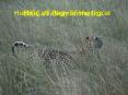 Hunting strategy of the bigcat PowerPoint PPT Presentation