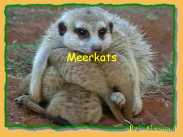 Meerkats