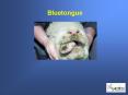 Bluetongue PowerPoint PPT Presentation