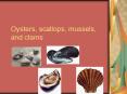 Oysters, scallops, mussels, and clams PowerPoint PPT Presentation