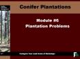 Conifer Plantations PowerPoint PPT Presentation
