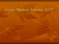 Gypsy Moth in Toronto, 2007 PowerPoint PPT Presentation