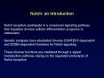Notch: an Introduction PowerPoint PPT Presentation