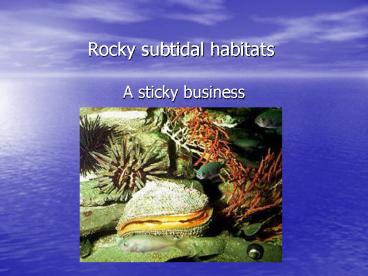 Rocky subtidal habitats