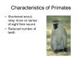Characteristics of Primates PowerPoint PPT Presentation