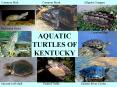 AQUATIC TURTLES PowerPoint PPT Presentation