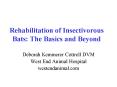 Rehabilitation of Insectivorous Bats: The Basics and Beyond PowerPoint PPT Presentation