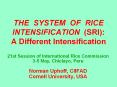 THE SYSTEM OF RICE INTENSIFICATION (SRI): A Different Intensification PowerPoint PPT Presentation