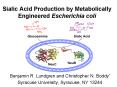 Sialic Acid Production by Metabolically Engineered Escherichia coli PowerPoint PPT Presentation