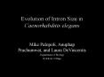 Evolution of Intron Size in Caenorhabditis elegans PowerPoint PPT Presentation