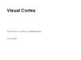 Visual Cortex PowerPoint PPT Presentation