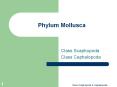 Phylum Mollusca PowerPoint PPT Presentation