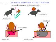 IMMUNITY PARASITES  MULTIPLE RESPONSES AGAINST PARASITE