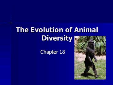The Evolution of Animal Diversity