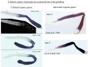 Xlinked oogenic transcripts are expressed late in the germline