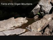 Ferns%20of%20the%20Organ%20Mountains
