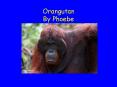 Orangutan By Phoebe PowerPoint PPT Presentation