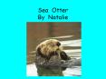 Sea Otter By Natalie PowerPoint PPT Presentation