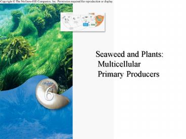 Seaweed and Plants: