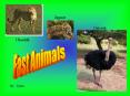 Fast Animals PowerPoint PPT Presentation