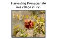 Harvesting Pomegranate in a village in Iran PowerPoint PPT Presentation