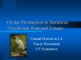 Oyster Production in BaratariaTerrebonne National Estuary: PowerPoint PPT Presentation