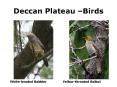 Deccan Plateau Birds PowerPoint PPT Presentation