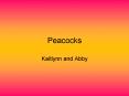 Peacocks PowerPoint PPT Presentation