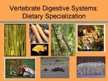 Vertebrate Digestive Systems: Dietary Specialization